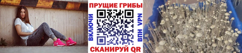 где купить   Сретенск  нарко площадка состав  Галлюциногенные грибы Psilocybine cubensis 
